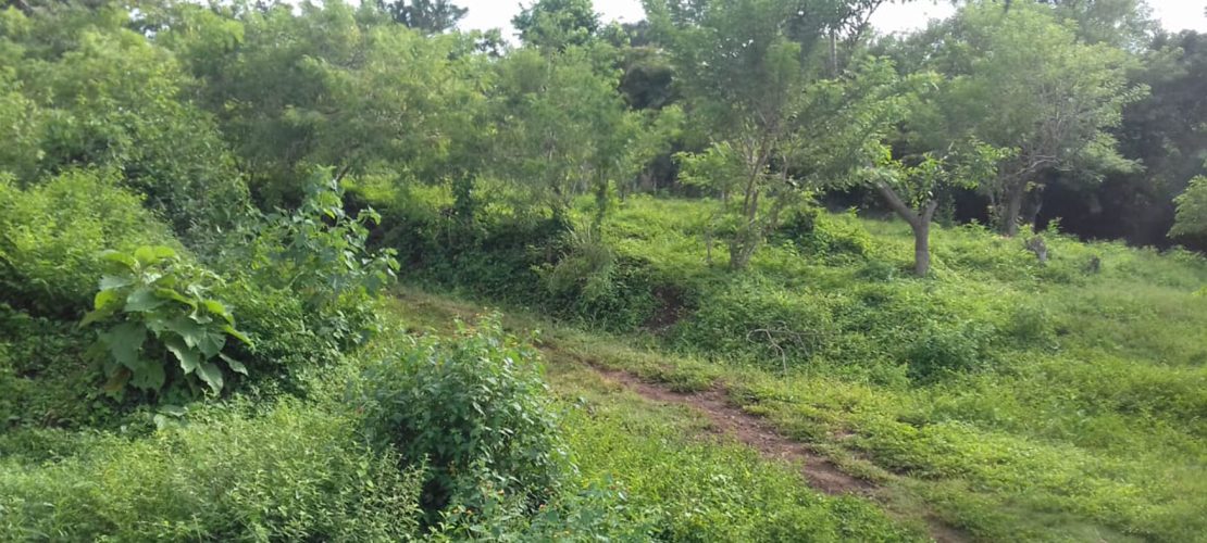 0_0000_ivan-lotificacion-santa-anselma-III-03